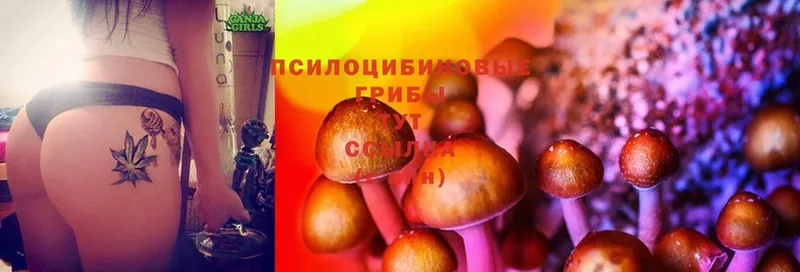 Галлюциногенные грибы Psilocybe  Бронницы 